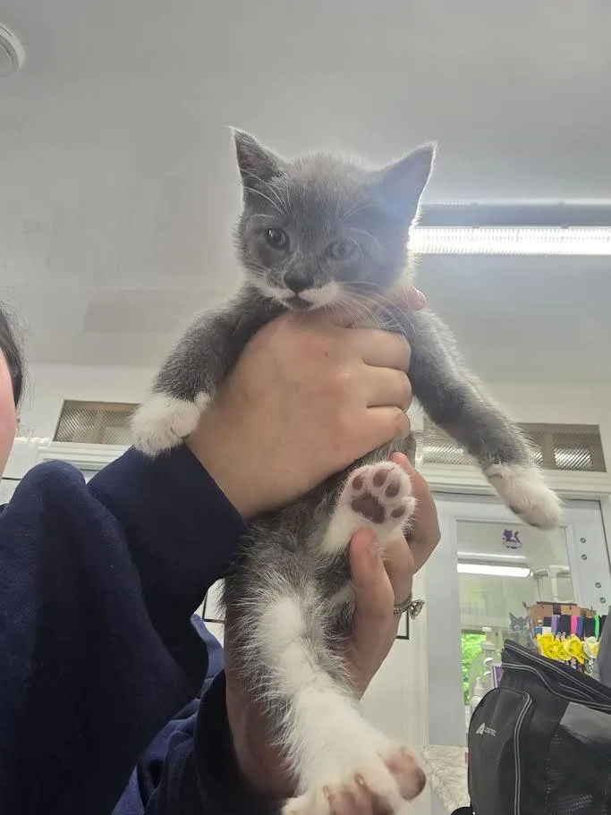 A baby small-sized female Domestic Short Hair cat named Trumpet for adoption in Glenfield, NY