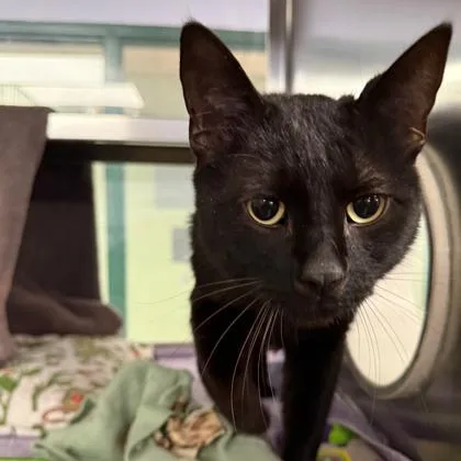 Nocturne thumbnail 2