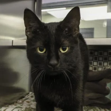 Nocturne thumbnail 3