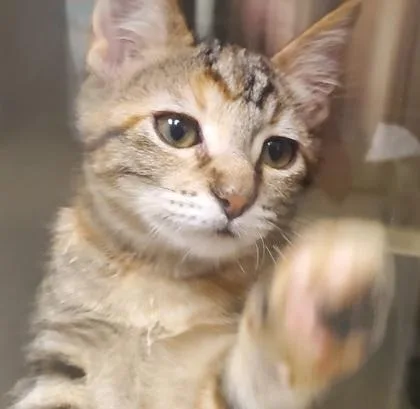 A young medium-sized female Domestic Short Hair cat named Cinnamon for adoption in Kansas City, MO