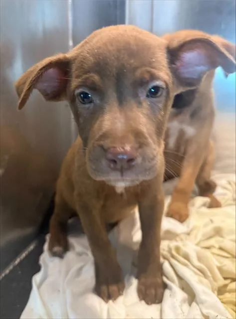A baby small-sized female American Staffordshire Terrier dog named Scorpion for adoption in San Antonio, TX