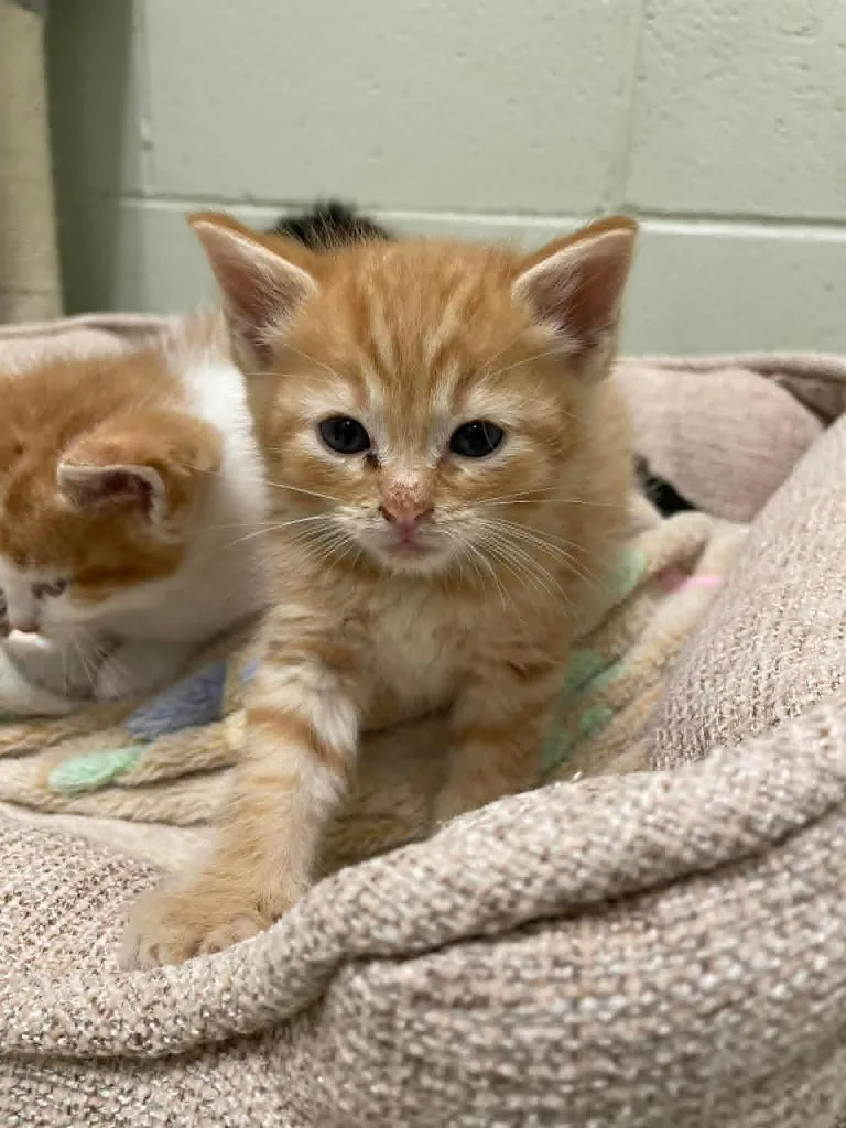 A baby medium-sized male Domestic Short Hair cat named He'Man for adoption in Hamilton, OH
