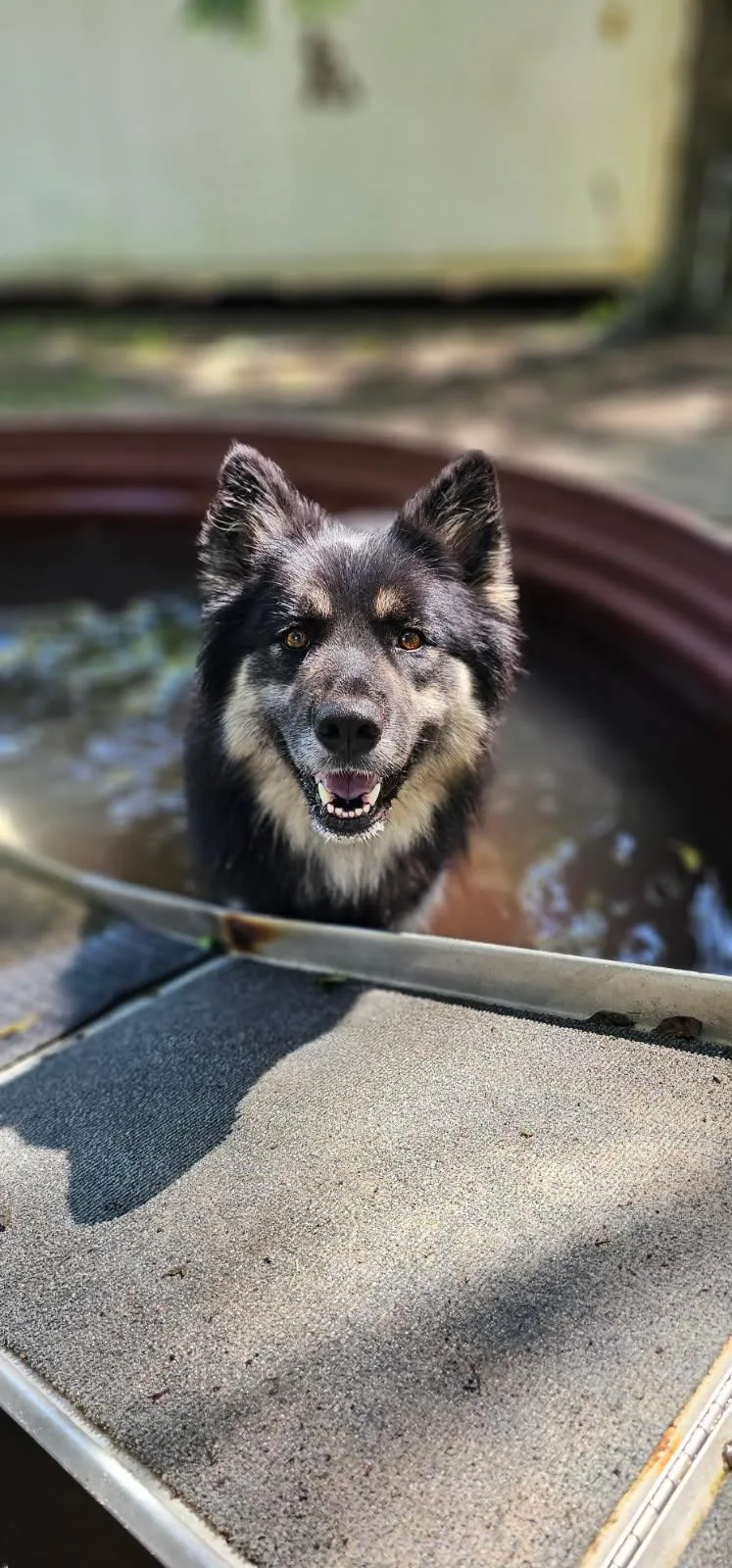 Koda