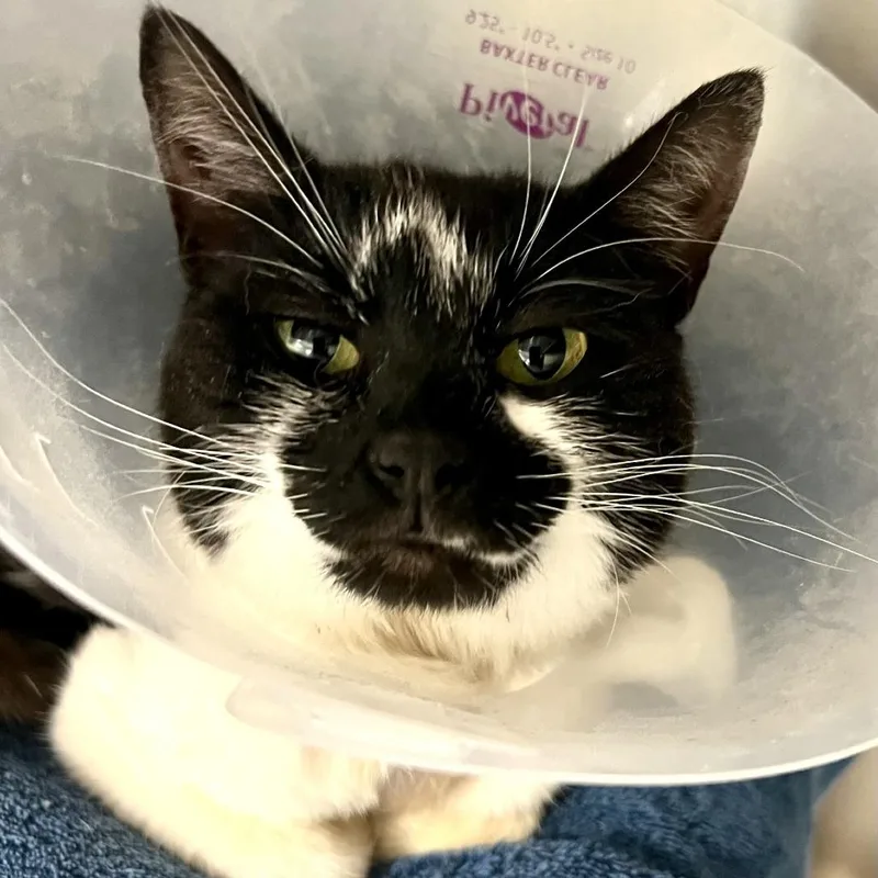 An adult medium-sized female Black Domestic Long Hair cat named Twilight Woods for adoption in Tacoma, WA