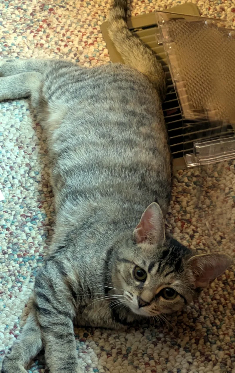 A baby medium-sized female Domestic Short Hair cat named Daisy for adoption in Wadsworth, OH