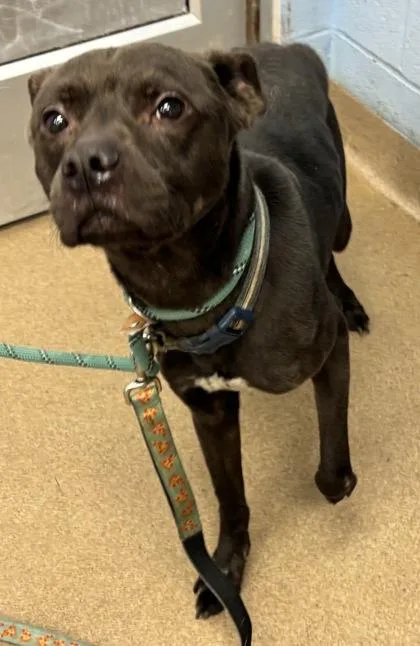 An adult medium-sized male Mixed Breed dog named Marino for adoption in Chamblee, GA