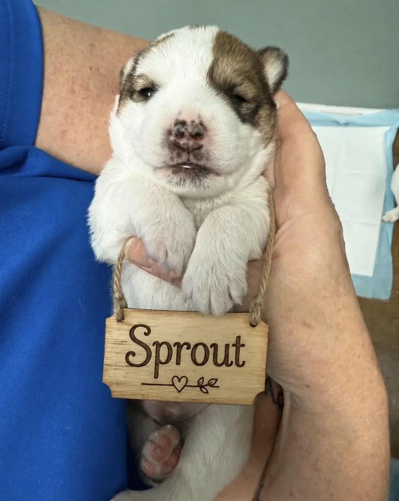Puppy Sprout Ready to