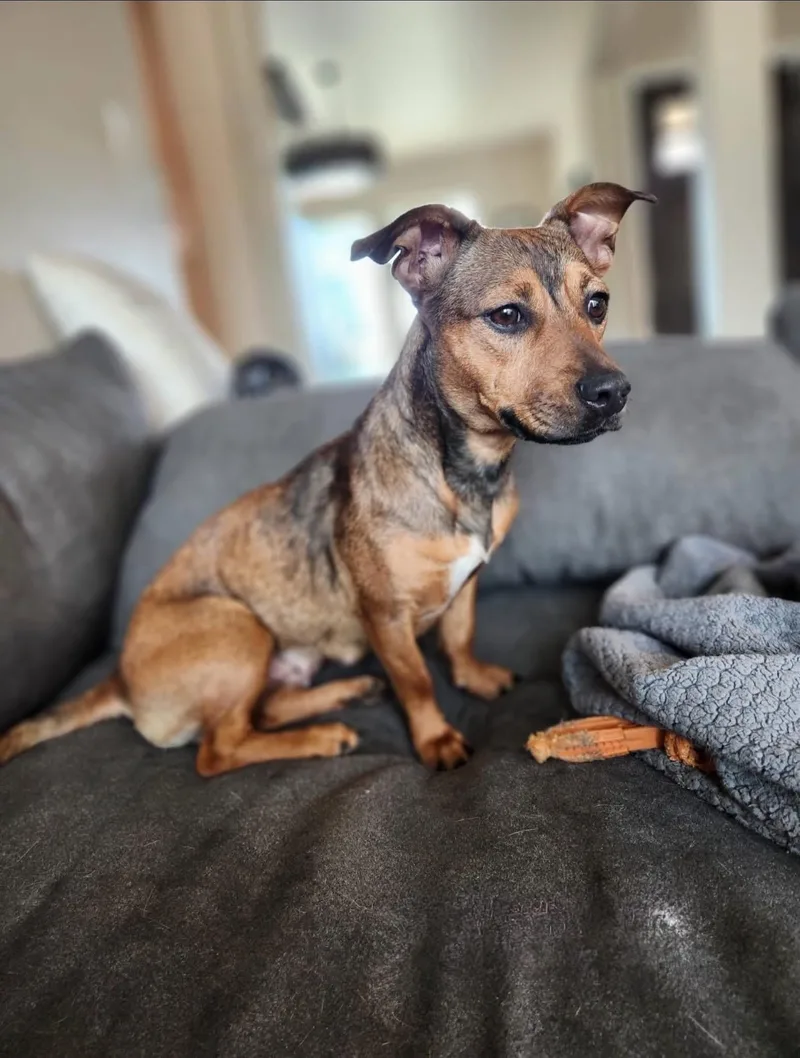 A young small-sized female Mixed Breed dog named Maisie for adoption in Wilsall, MT