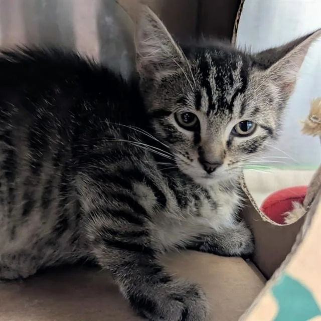 A baby small-sized female Domestic Short Hair cat named Betsy for adoption in Olivette, MO
