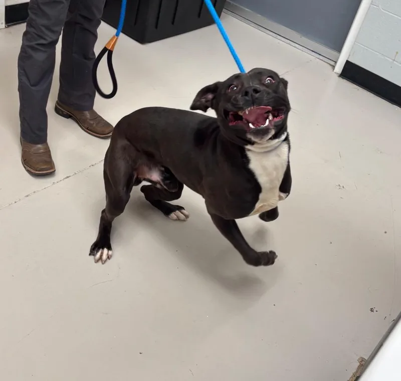 A young medium-sized male Hound dog named Donnie for adoption in Findlay, OH