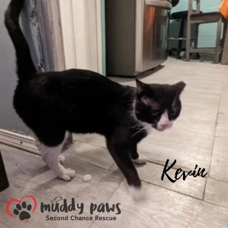 An adult medium-sized male Domestic Short Hair cat named Kevin for adoption in Council Bluffs, IA