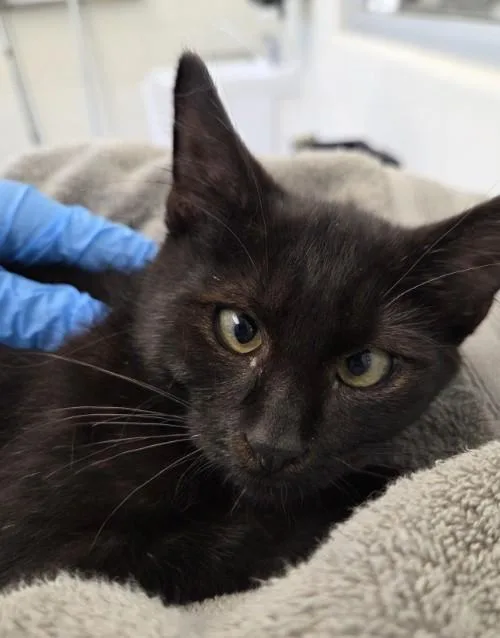 A baby small-sized male Domestic Short Hair cat named Critter for adoption in Brighton, CO