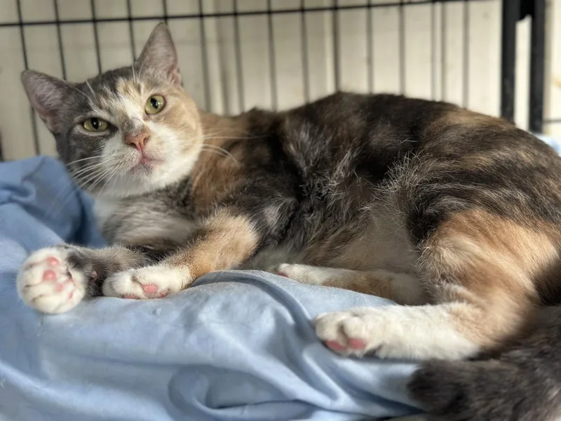 An adult medium-sized female Domestic Short Hair cat named Mali for adoption in Broomall, PA