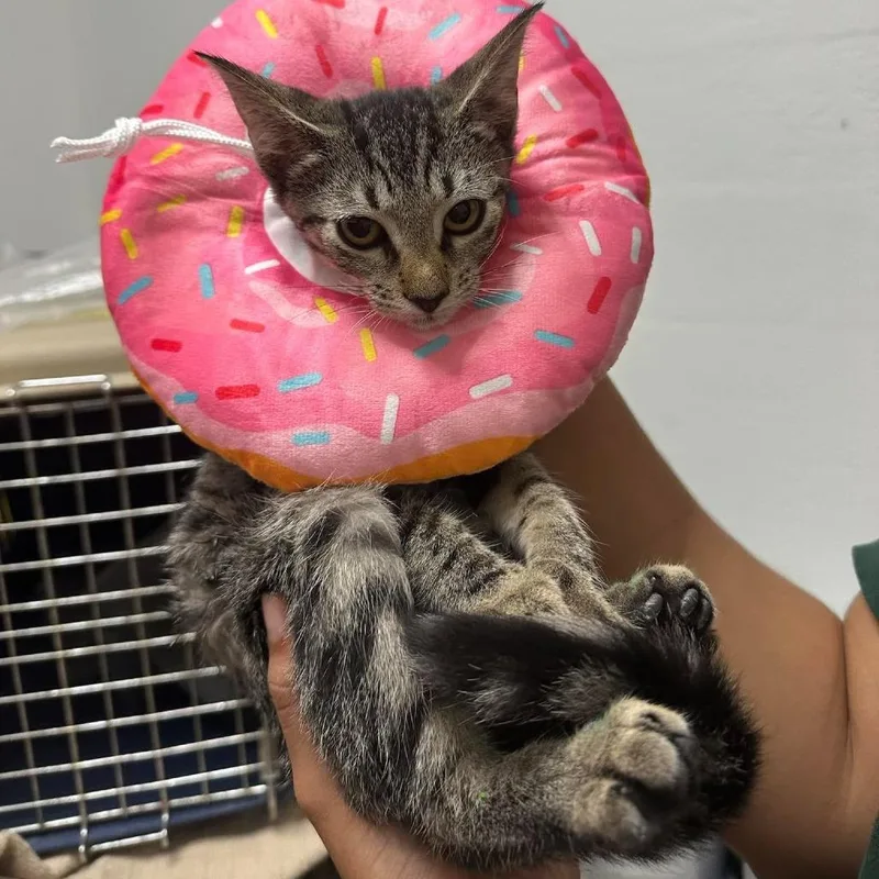 A baby small-sized female Domestic Short Hair cat named Arabella for adoption in Tampa, FL