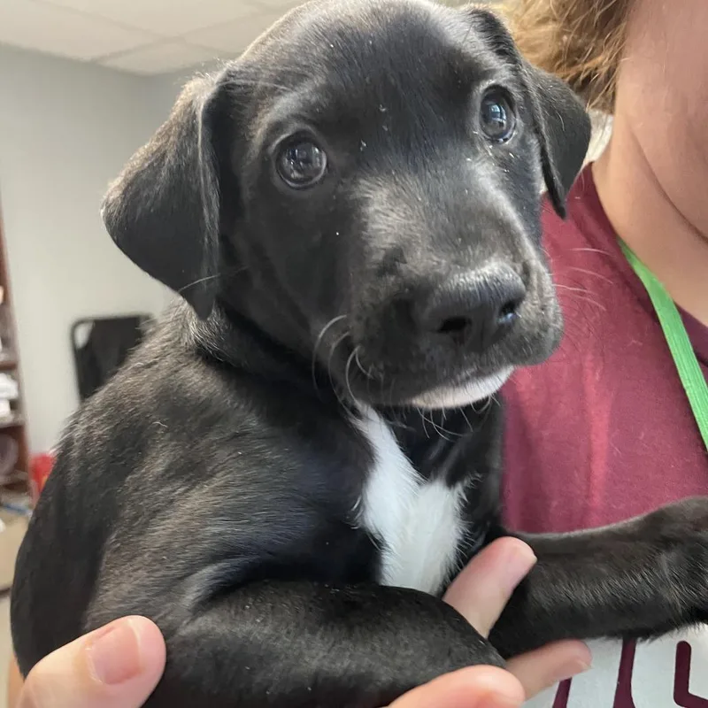 A baby small-sized male White / Cream Mixed Breed dog named Pleiosaurus for adoption in Austin, TX