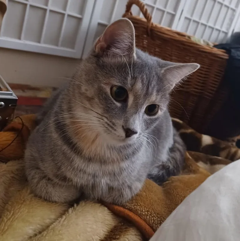 A young medium-sized female Domestic Short Hair cat named Grey Family Coming In for adoption in Clifton, NJ