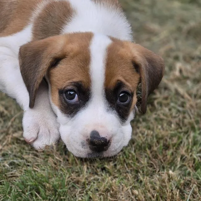 A baby large-sized female Boxer dog named Turvey for adoption in San Diego, CA