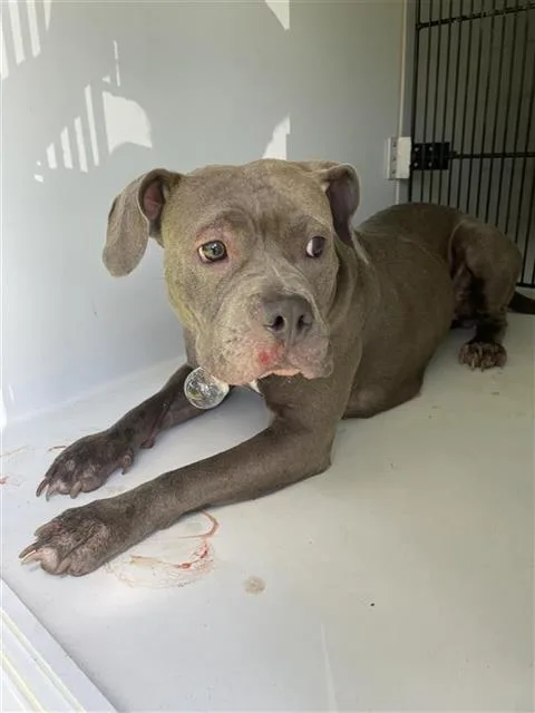 An adult medium-sized female Pit Bull Terrier dog named A for adoption in Houston, TX