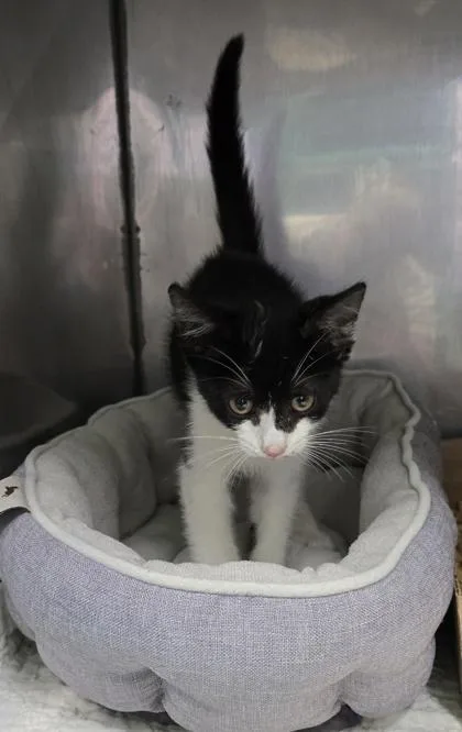 A baby medium-sized male Black Domestic Short Hair cat named Leo for adoption in Bedford, IN