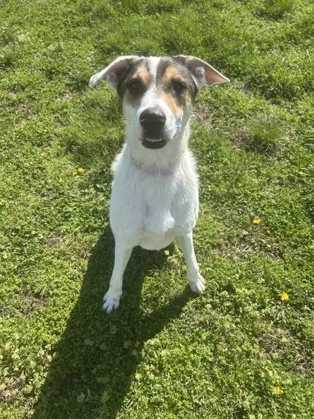 A young medium-sized male Australian Shepherd dog named Chance for adoption in Osage Beach, MO