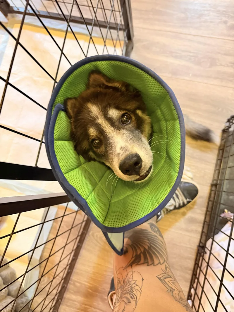 A baby medium-sized male Black Siberian Husky dog named Little wolf for adoption in San Rafael, CA