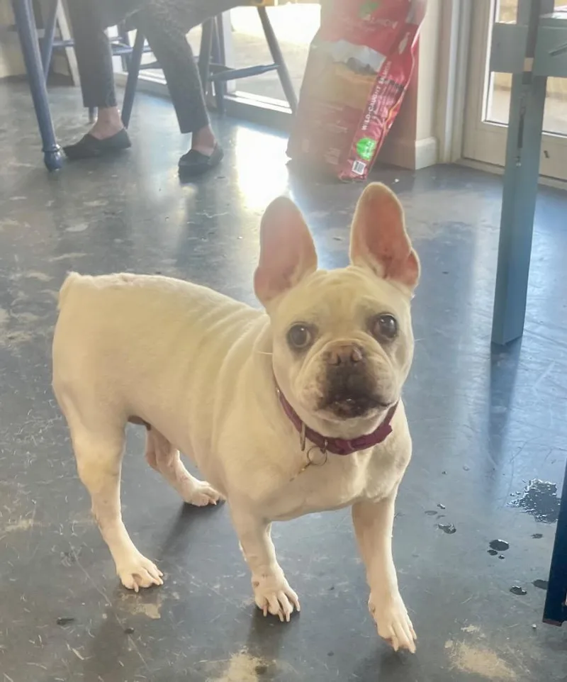 A senior small-sized female French Bulldog dog named Bunny for adoption in St. Augustine, FL