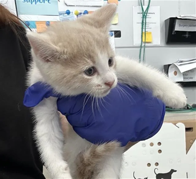 A baby medium-sized female Domestic Short Hair cat named Rachel for adoption in Dallas, TX
