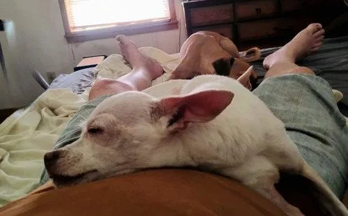 An adult small-sized male White / Cream Chihuahua dog named Toad WAT for adoption in Missouri City, TX