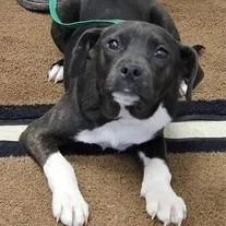 A young small-sized male Pit Bull Terrier dog named Twix for adoption in Fairfax, VA