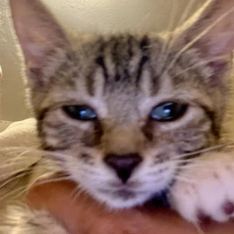A baby small-sized male Brown / Chocolate Domestic Short Hair cat named Robin for adoption in Bel Air, MD