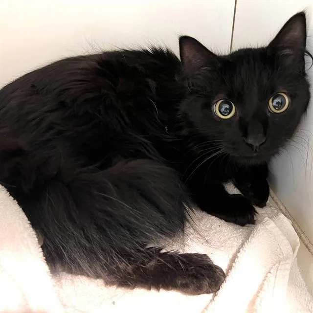 An adult small-sized male Domestic Short Hair cat named Mickey for adoption in Methuen, MA