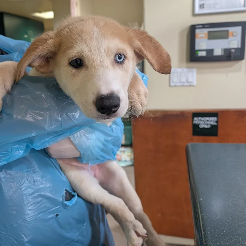 A baby medium-sized female Yellow / Tan / Blond / Fawn Shepherd dog named Green Goblin for adoption in Pasadena, CA