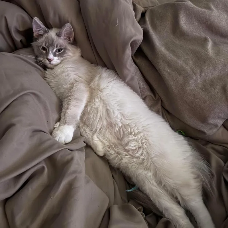 A young large-sized male Siberian cat named Yugi for adoption in Augusta, GA