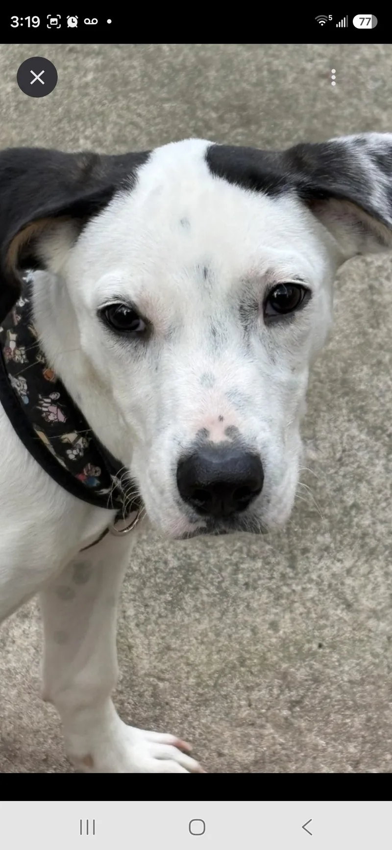 A young medium-sized male White / Cream Hound dog named Snuggles for adoption in Fincastle, VA