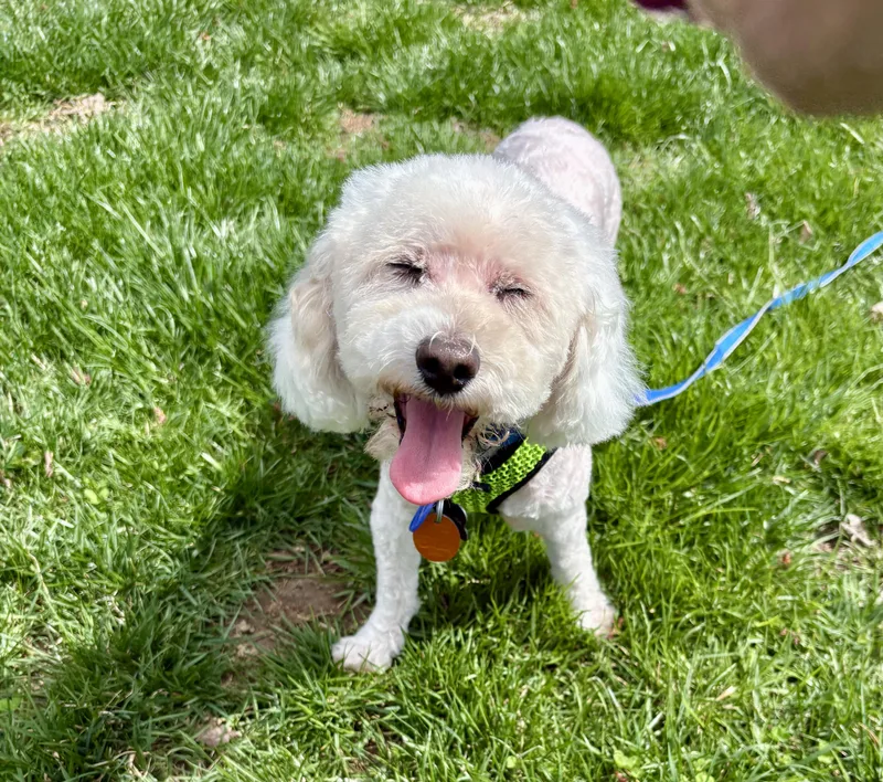 An adult small-sized male Miniature Poodle dog named Tucker for adoption in Media, PA