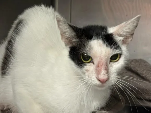 A young medium-sized female Domestic Short Hair cat named Jade for adoption in Chatsworth, CA