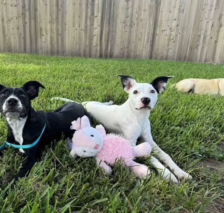 Gypsophilia thumbnail 2