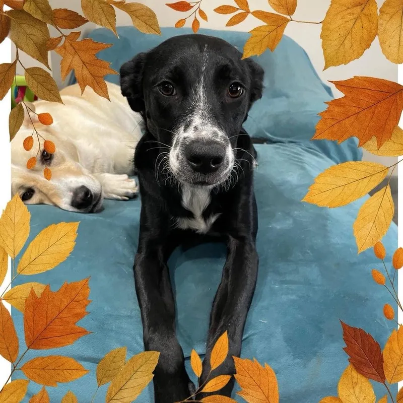 Gypsophilia thumbnail 3