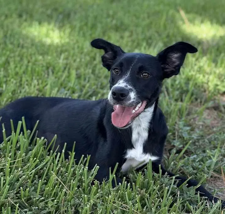 Gypsophilia thumbnail 4