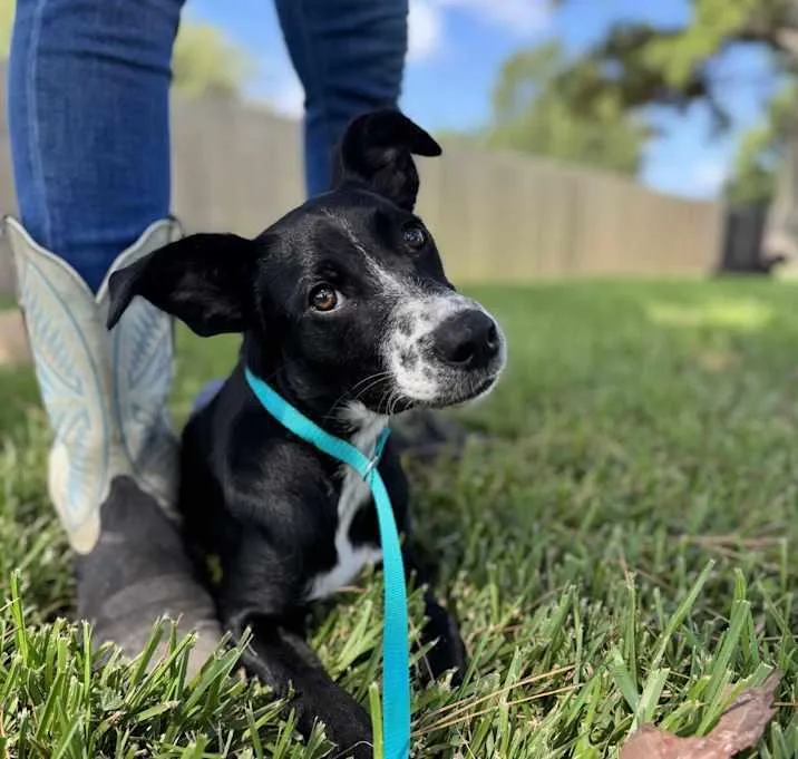 Gypsophilia thumbnail 5