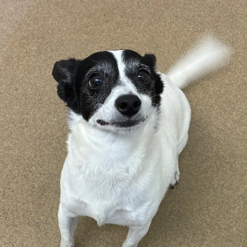 An adult small-sized female White / Cream Chihuahua dog named Penelope for adoption in Corpus Christi, TX