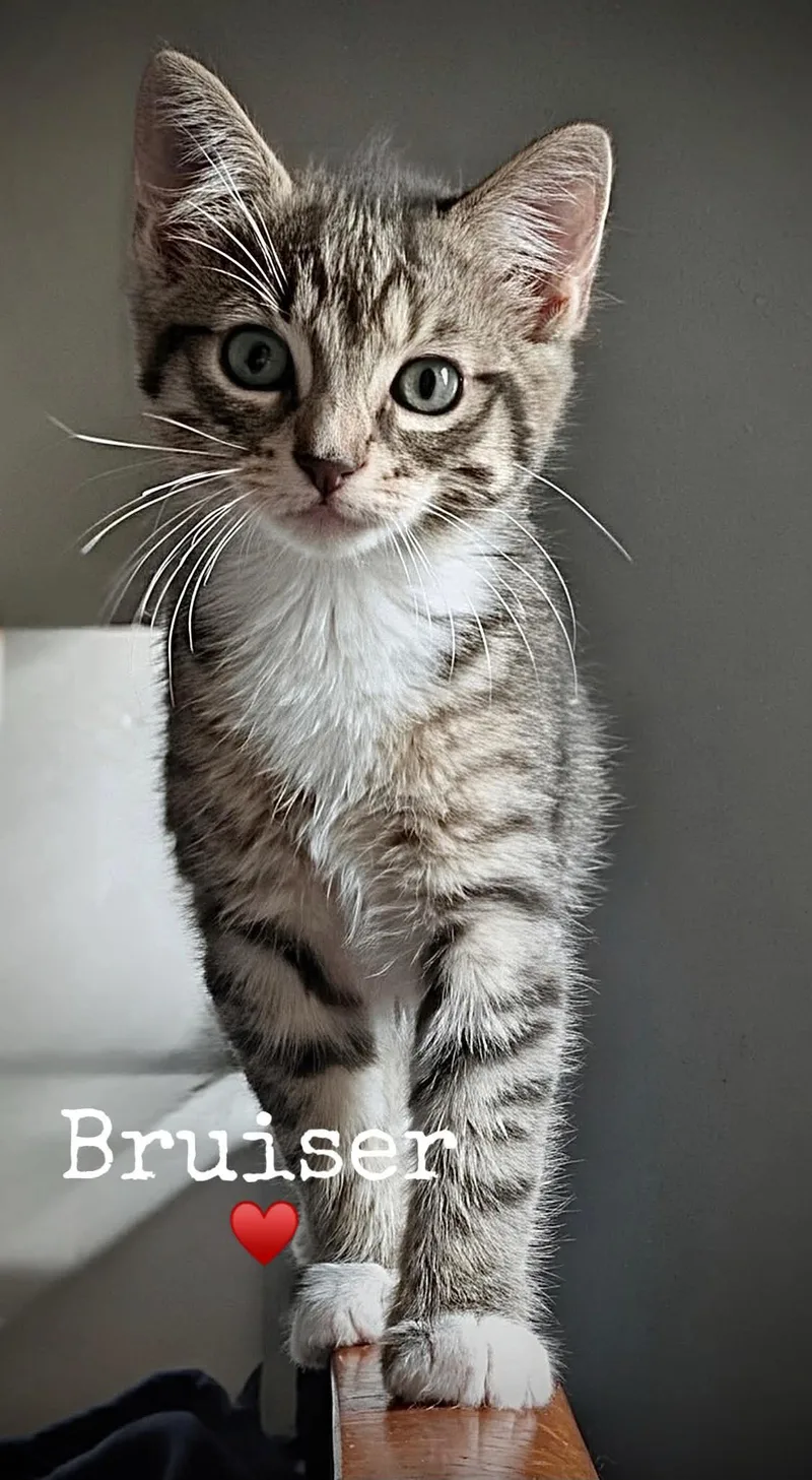 A baby medium-sized male Domestic Short Hair cat named Bruiser for adoption in Dansville, NY