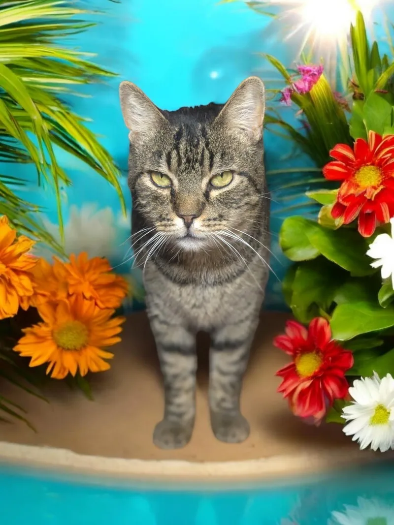 An adult medium-sized male Tabby (Gray / Blue / Silver) Domestic Short Hair cat named Leo for adoption in Gilroy, CA