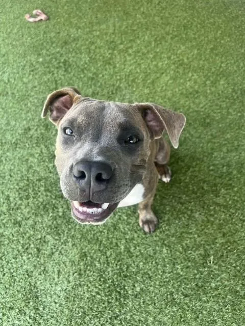 A young medium-sized male Brindle Boxer dog named Leo for adoption in Fayetteville, AR