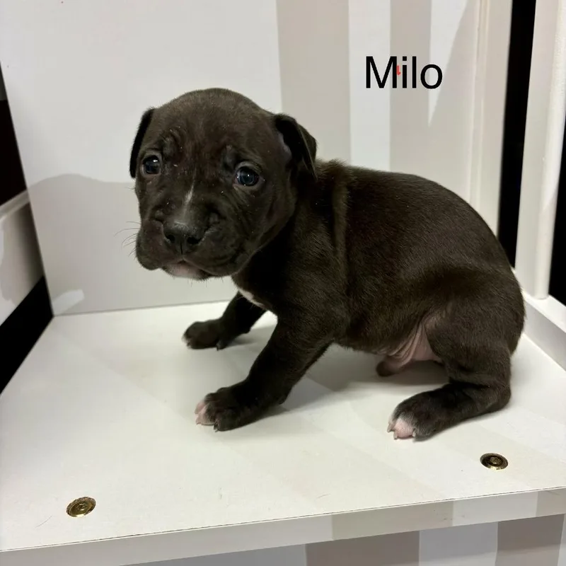 Milo