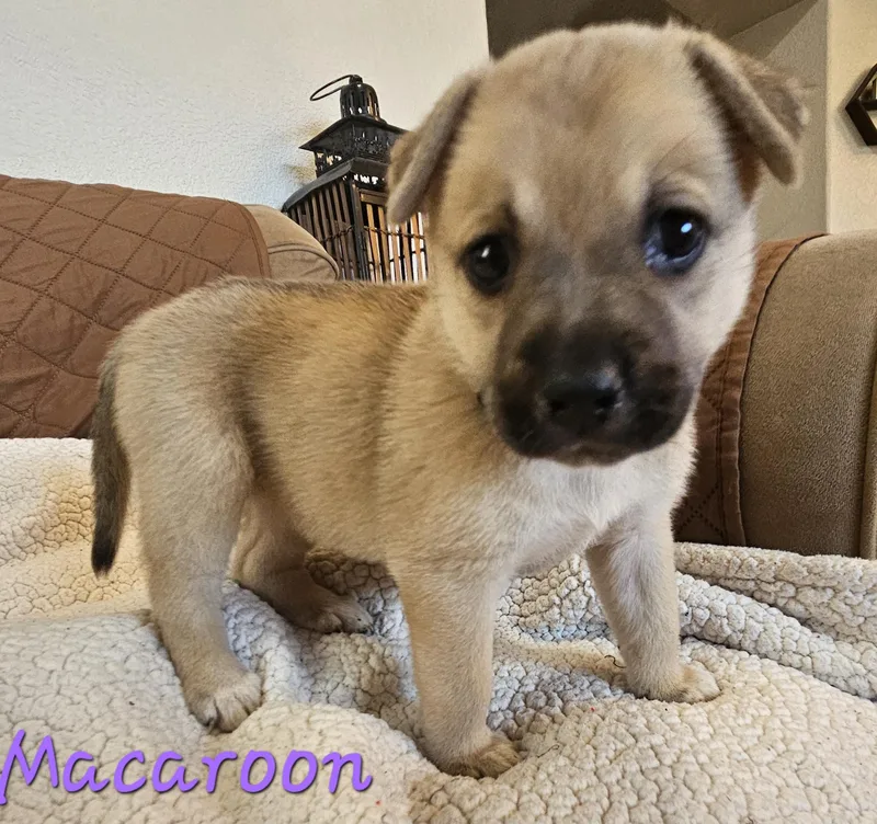 A baby medium-sized female Golden German Shepherd Dog dog named Macaroon for adoption in Galt, CA