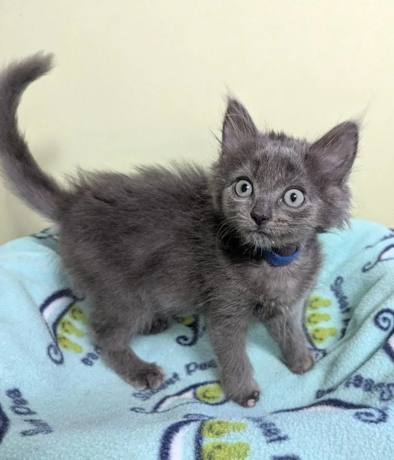 A baby small-sized male Domestic Long Hair cat named Earl Grey for adoption in Knoxville, TN
