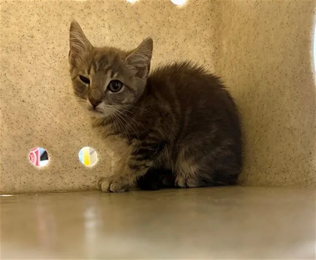 A baby small-sized female Domestic Short Hair cat named Spoonful Of Sugar for adoption in Tallahassee, FL