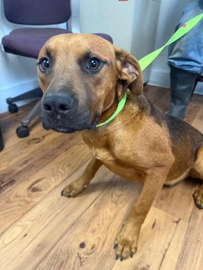 A baby medium-sized male Labrador Retriever dog named Roo for adoption in Fayetteville, TN