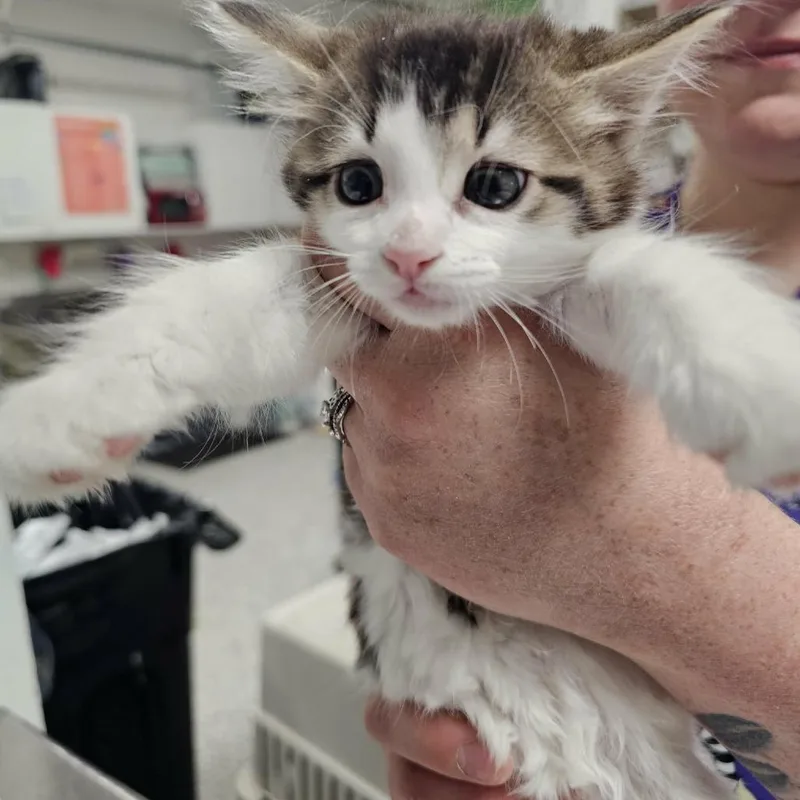 A baby small-sized female White Domestic Long Hair cat named Crusader Of Poland for adoption in Fredericksburg, VA